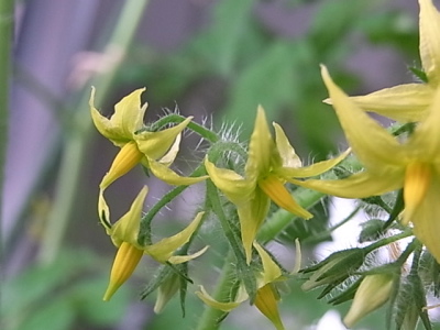 ++植物はダラダラを許さない++_d0079988_19501364.jpg