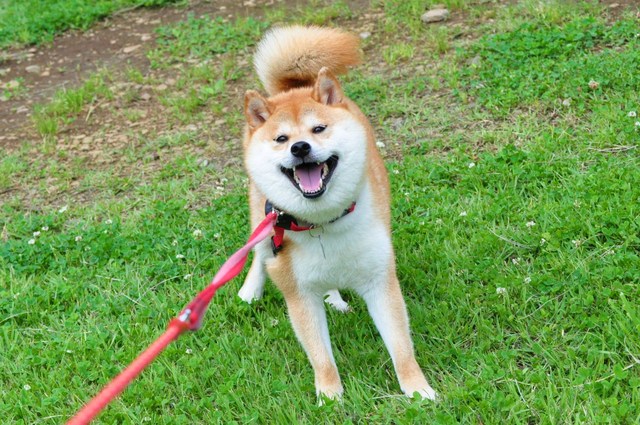 かぼちゃんと笑顔_a0126590_547524.jpg