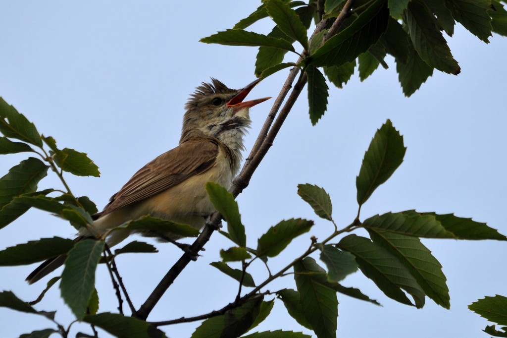 2011 06 14 オオヨシキリ他_a0143491_153975.jpg