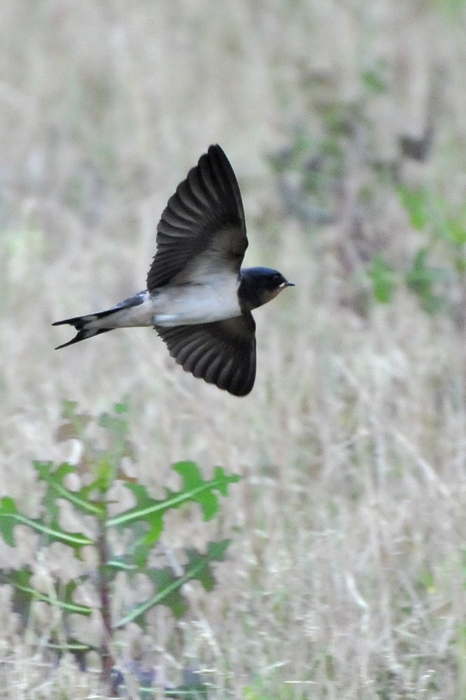 2011 06 14 オオヨシキリ他_a0143491_1555767.jpg