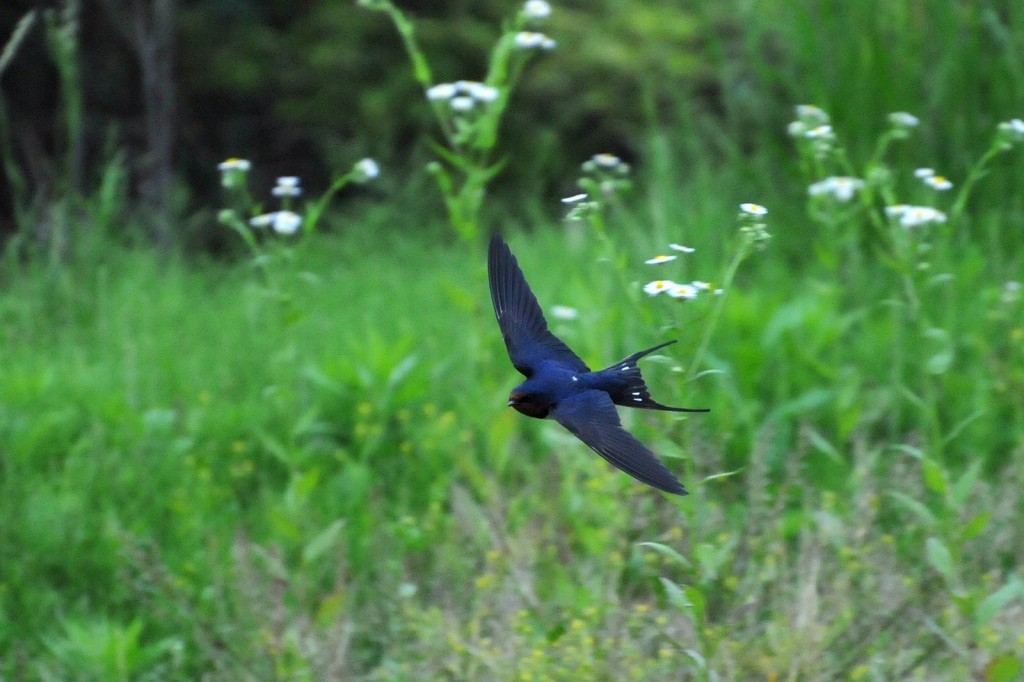 2011 06 14 オオヨシキリ他_a0143491_1565057.jpg