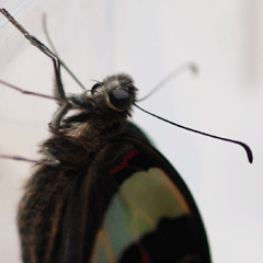 b0053192_19244981.gif