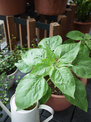 a0150193_018334.gif