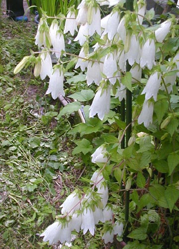●梅雨時の白花三題、その2_d0053294_12444476.jpg