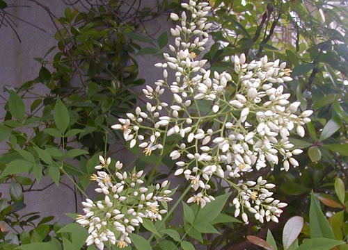 ●梅雨時の白花三題、その2_d0053294_12451364.jpg
