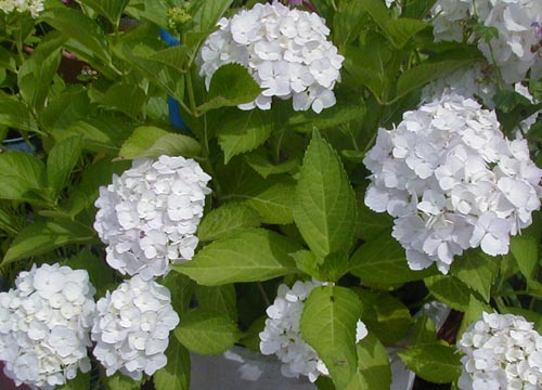 ●梅雨時の白花三題、その2_d0053294_12455514.jpg
