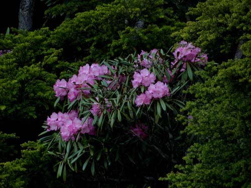 池の平湿原花情報_e0120896_626613.jpg