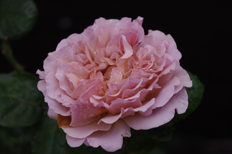 c0147909_7205275.jpg