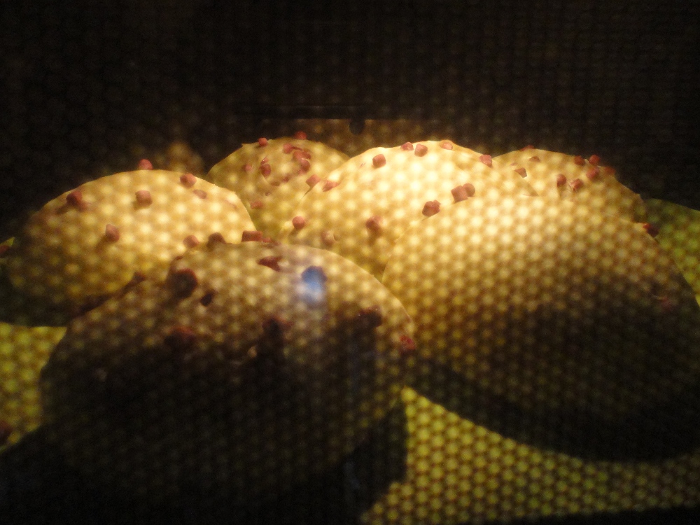 c0004311_2215449.jpg