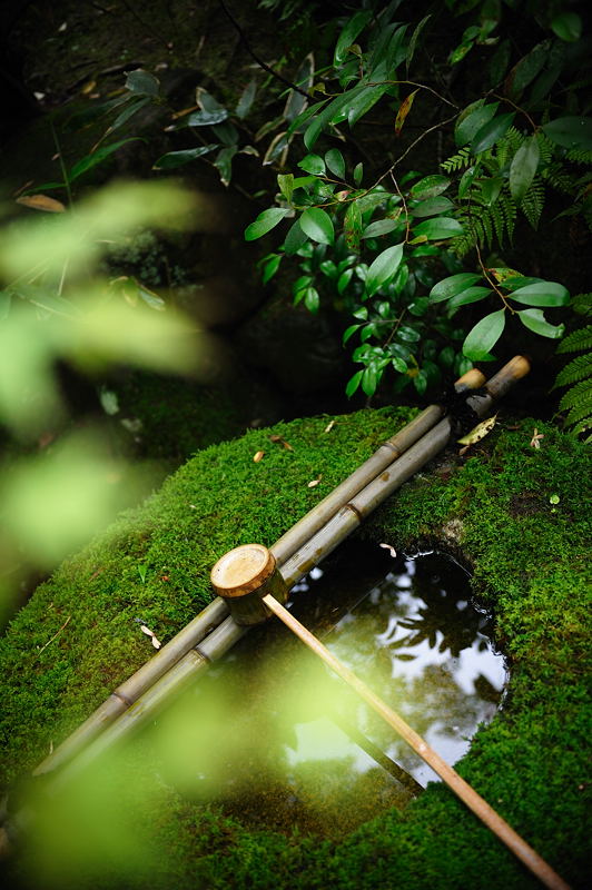 旬緑の大徳寺・高桐院　其の一_f0032011_20153313.jpg