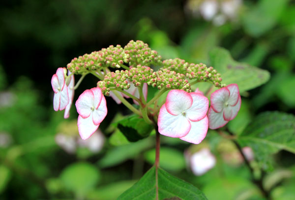 山アジサイ 植物園3_e0048413_21292487.jpg