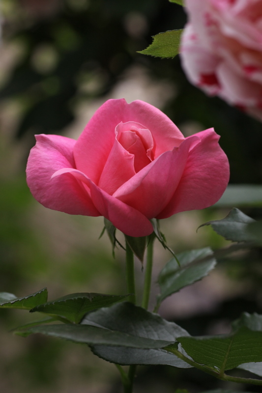 薔薇･･･マガリ_b0165522_8465548.jpg