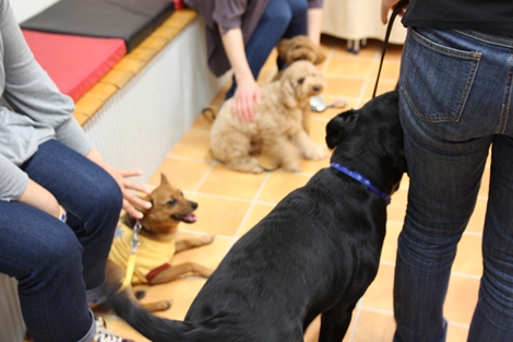 Dog コミュニケーション Party 2011年5月_e0191026_171424.jpg
