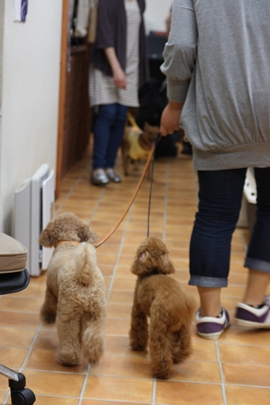 Dog コミュニケーション Party 2011年5月_e0191026_174040.jpg