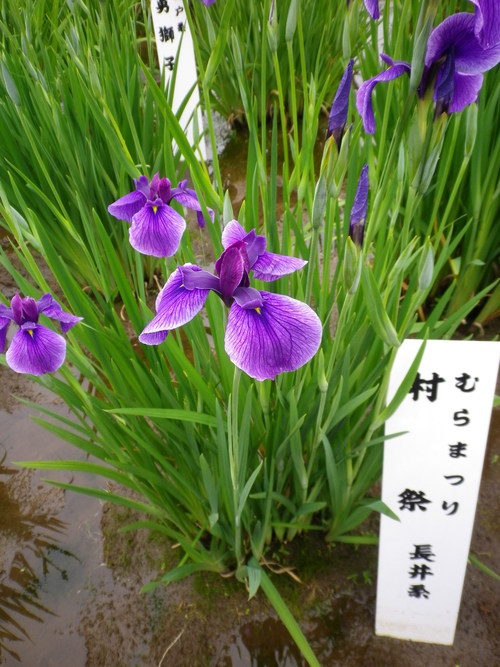 北山公園しょうぶ苑_c0178231_132643100.jpg