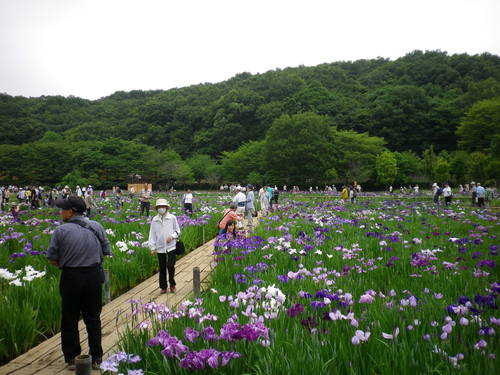 北山公園しょうぶ苑_c0178231_13274167.jpg