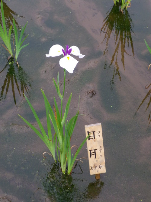 北山公園しょうぶ苑_c0178231_13415056.jpg
