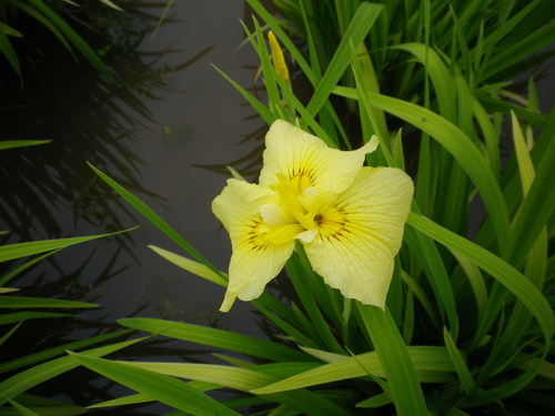 北山公園しょうぶ苑_c0178231_13422237.jpg