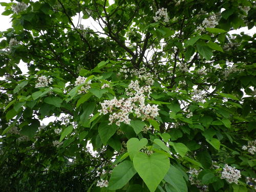 北山公園しょうぶ苑_c0178231_1353034.jpg