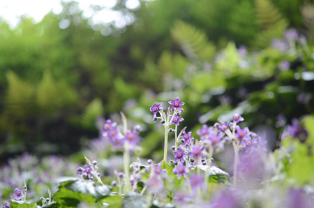 鎌倉な花々_e0054635_21115354.jpg