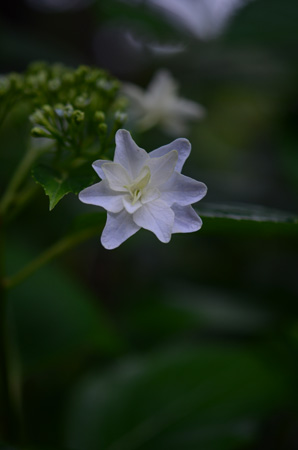 鎌倉な花々_e0054635_219416.jpg