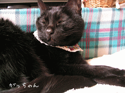 a0166338_22315730.gif