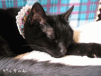 a0166338_2232242.gif