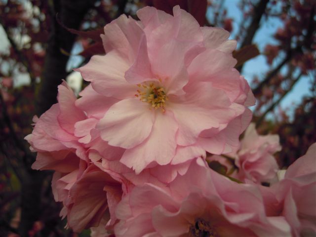 ひろっさんの気ままな話(種松山編)_b0211845_1651955.jpg