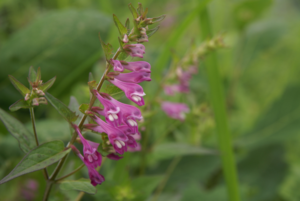 三瓶里山の花_f0214649_4173469.jpg