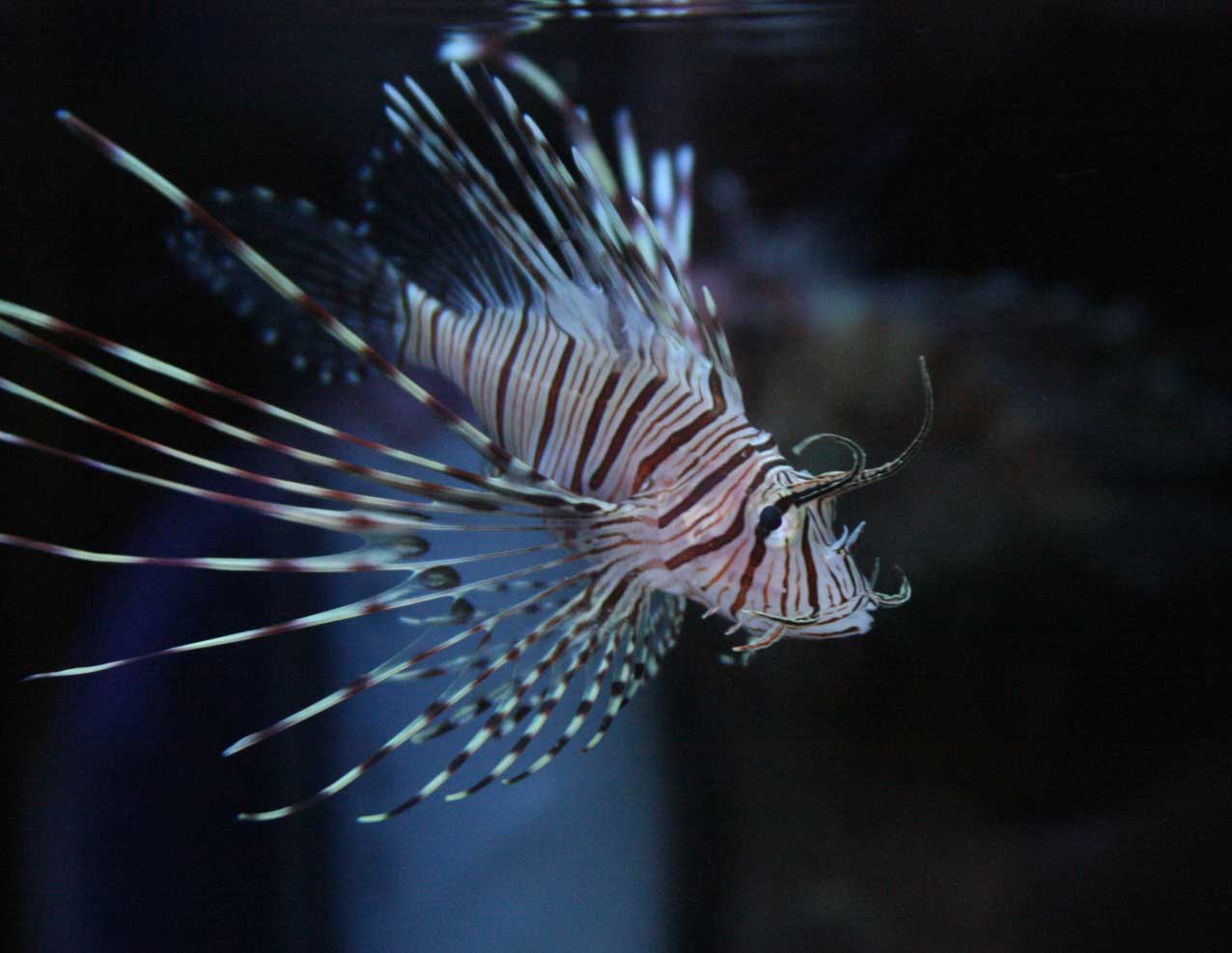 週末 ビーボックスアクアリウム 海水魚 サンゴ情報 週末 ビーボックスアクアリウム 海水魚 サンゴ情報