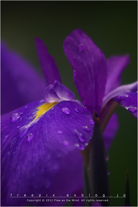 Purple on the Water_e0124058_181258.jpg