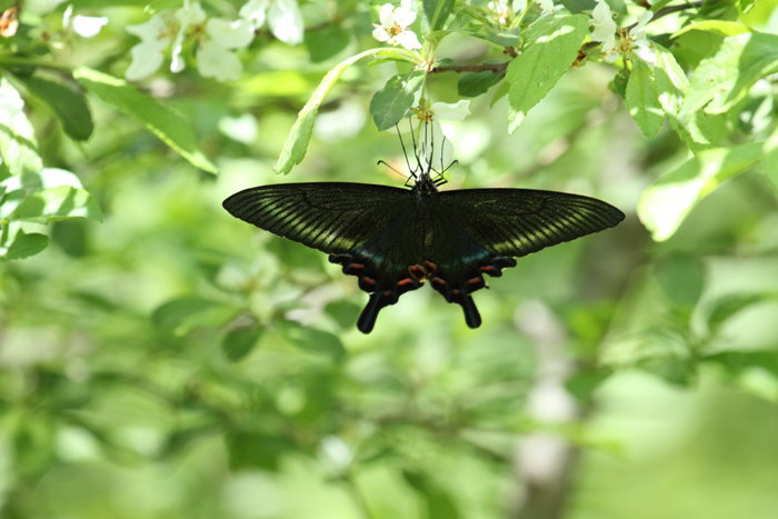 戸隠森林植物園　　林床_a0161063_962079.jpg