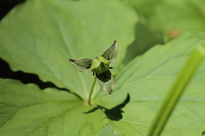 戸隠森林植物園　　林床_a0161063_983151.jpg