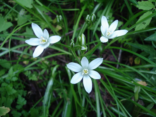 白い星のような花 オオアマナ ユリ科の花 ペンションで暮らすということ