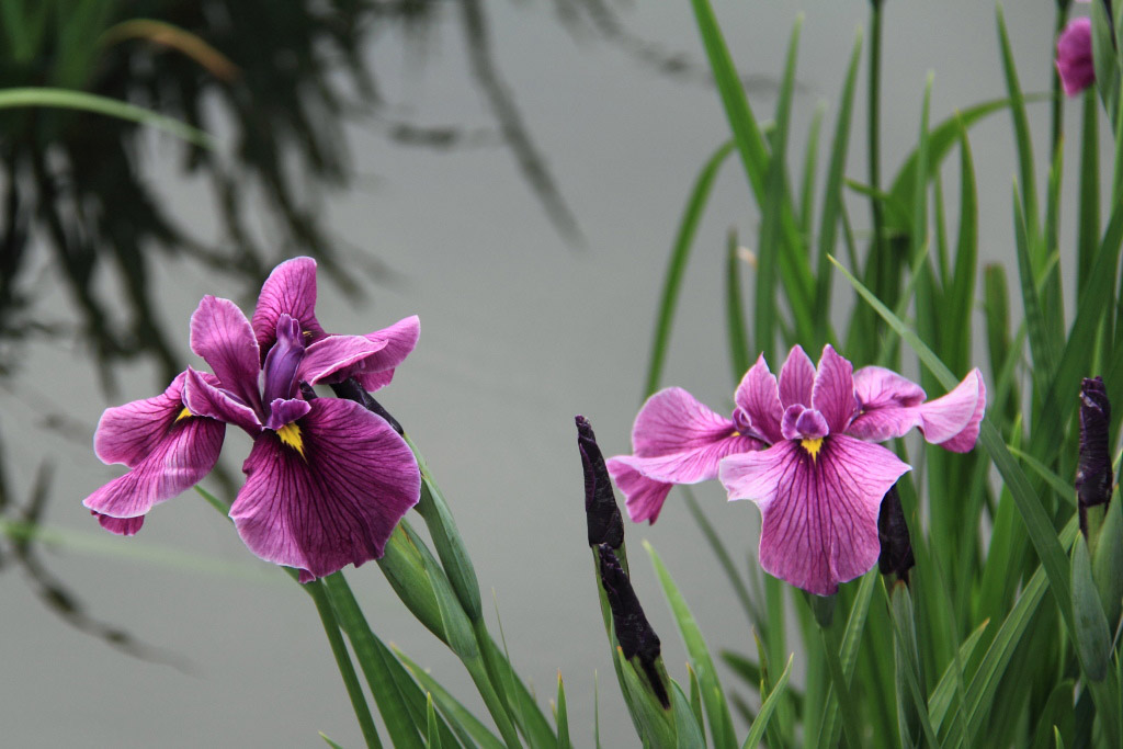 　　曽根城公園の花菖蒲_f0129465_51888.jpg