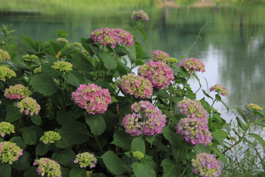 　　曽根城公園の花菖蒲_f0129465_5192859.jpg