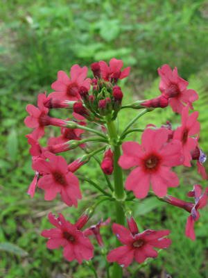 続　入笠山近くの植物2_a0129867_123382.jpg