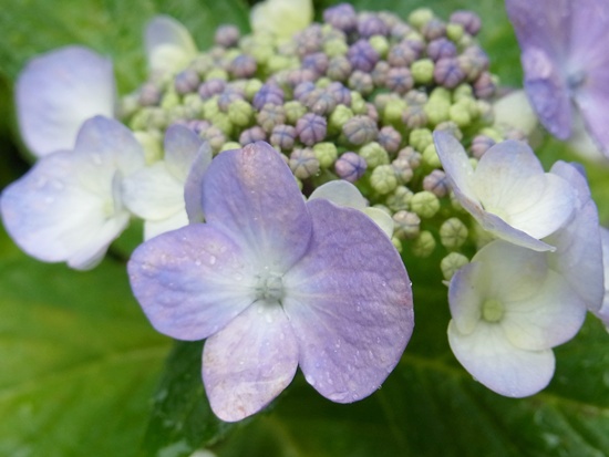 ☆雨の中の花_f0177175_041876.jpg