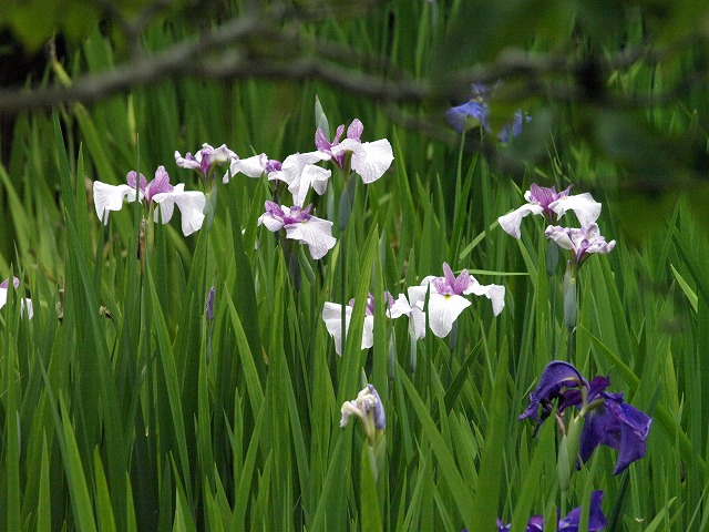 『岐阜公園の初夏景色・・・＾＾』_d0054276_2025339.jpg