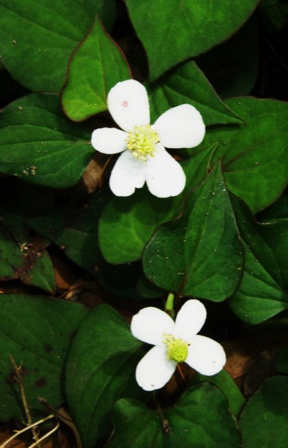 五枚の花弁を持つどくだみ キヨセタヨリ