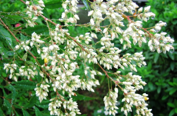 雨あがりの花々_f0212993_20194757.jpg