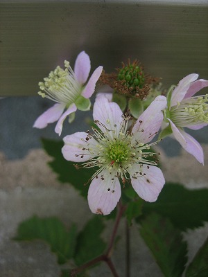 a0134594_2246983.jpg