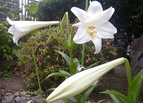 ●梅雨時の白花三題、その3_d0053294_1834511.jpg