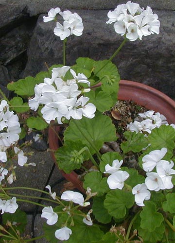 ●梅雨時の白花三題、その3_d0053294_18354098.jpg