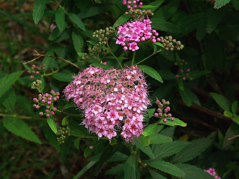 f0204094_1845370.jpg