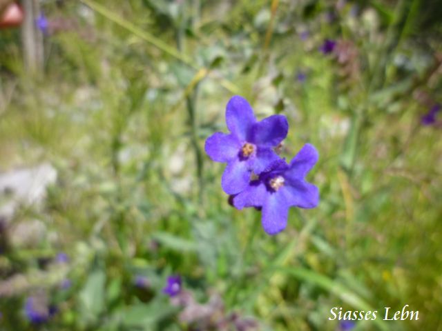 野原の花を花束に_e0088895_21313921.jpg