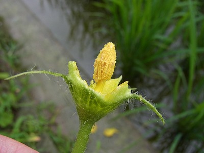 キュウリにカボチャの花が咲きました 風にふかれて