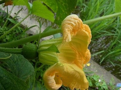 キュウリにカボチャの花が咲きました 風にふかれて
