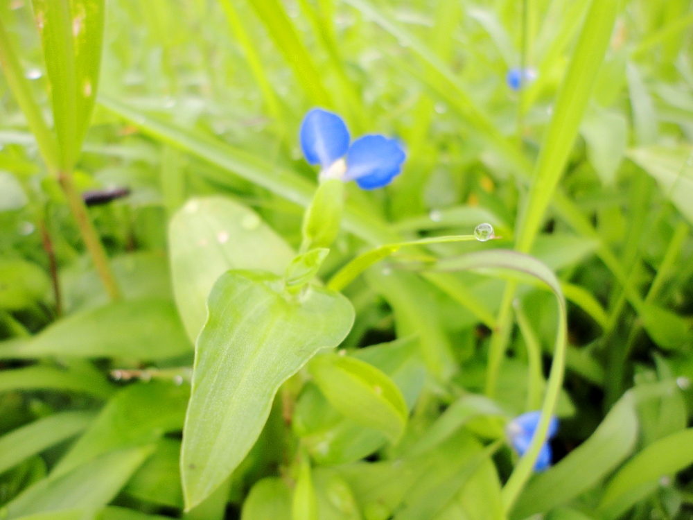 c0004311_7124199.jpg