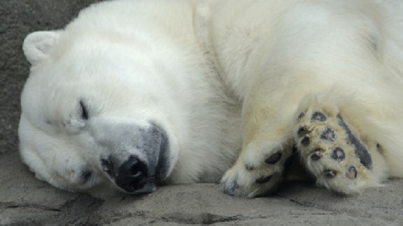 ロシア・クラスノヤルスク動物園の夏の始まり　～　プールを雌２頭に占領されてしまったセードフ司令官閣下_a0151913_2503220.jpg